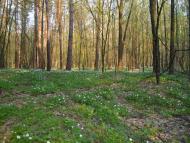 Гайове з panoramio.com