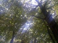 Нижні Ремети з panoramio.com