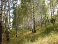 Вільхівка з panoramio.com