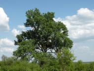 Чулатів з panoramio.com