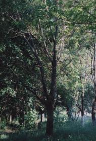 Протопопівка з panoramio.com