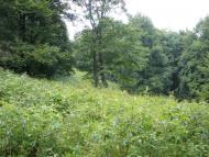 Кострина з panoramio.com