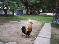 Дяківці з panoramio.com