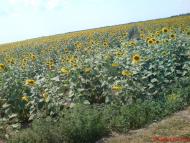 Малышевка - Последние фото