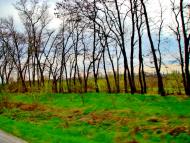 Пінчуки з panoramio.com