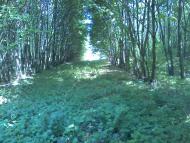 Коверівка - Останні фото