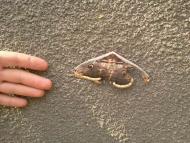 Бурилове - Останні фото