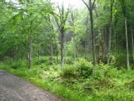 Тур'я Поляна з panoramio.com