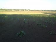 Вячеславка - Останні фото