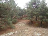 Лука з panoramio.com