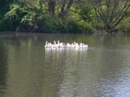 Півнівщина з panoramio.com