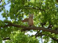 Балівка з panoramio.com