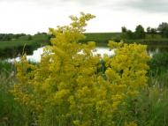 Дослідницьке з panoramio.com