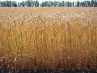 Красноград з panoramio.com