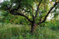 Руська Лозова з panoramio.com