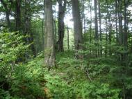 Кострина з panoramio.com