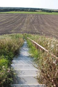 Дрозди з panoramio.com