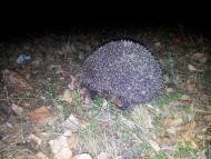 Софіївка з panoramio.com