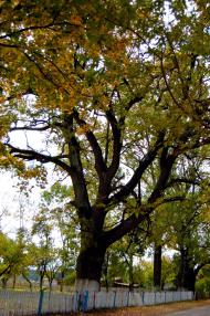 Велика Ведмежка з panoramio.com