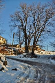 Лани з panoramio.com