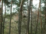 Тросне з panoramio.com