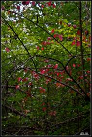 Великі Сади з panoramio.com