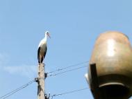 Кам'янка - Останні фото