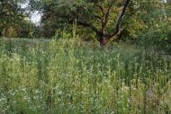 Руська Лозова з panoramio.com