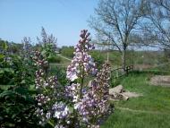 Ятрань з panoramio.com