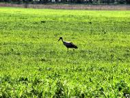 Устинкова Гребля з panoramio.com