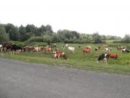 Сасинівка - Останні фото