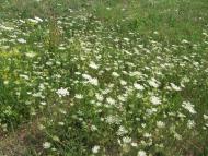 Пийтерфолво з panoramio.com