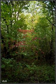 Великі Сади з panoramio.com