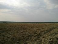 Пістрялово з panoramio.com