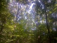 Нижні Ремети з panoramio.com