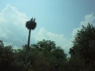 Гайове з panoramio.com