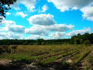 Нижні Яреськи з panoramio.com