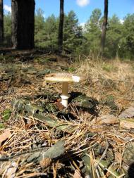 Нижні Яреськи з panoramio.com