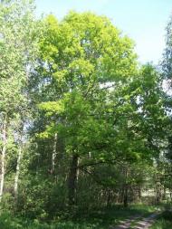 Горіхове з panoramio.com