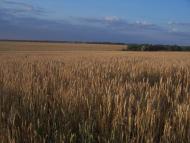 Гатка з panoramio.com