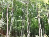 Юр'ямпіль з panoramio.com