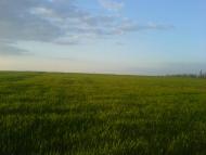 Микуличі з panoramio.com