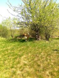 Ясеновець з panoramio.com