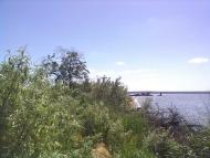 Галицинове з panoramio.com - Галициново