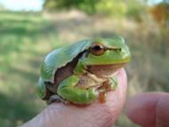 Травневе з panoramio.com