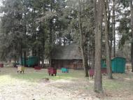 Котів з panoramio.com