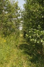 Містки з panoramio.com