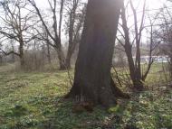 Цурків з panoramio.com