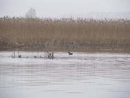 Маркостав з panoramio.com