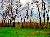 Пінчуки з panoramio.com